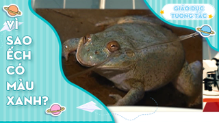 Vì sao ếch có màu xanh?
