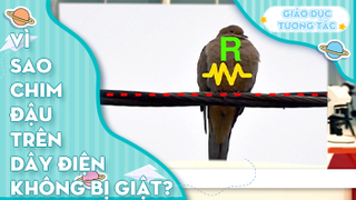 Vì sao chim đậu trên dây điện mà không bị giật?