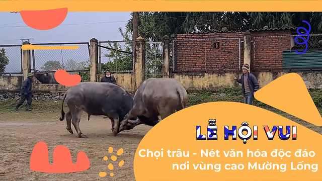 Chọi trâu - Nét văn hóa độc đáo nơi vùng cao Mường Lống