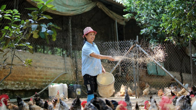 Trải nghiệm làm nông dân nuôi gà