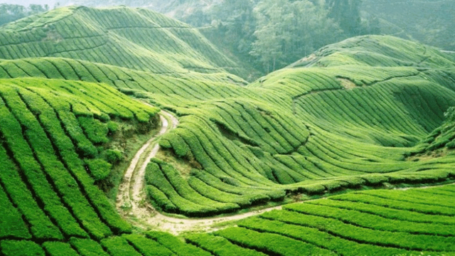 Mộc Châu thảo nguyên yên bình giữa lòng phố núi (phần 7)