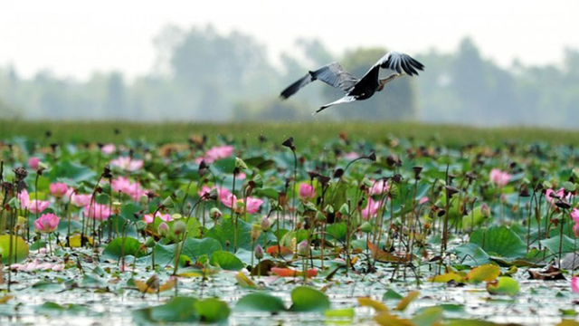 Khám phá du lịch: Tình đất và con người Đồng Tháp (Phần 2)