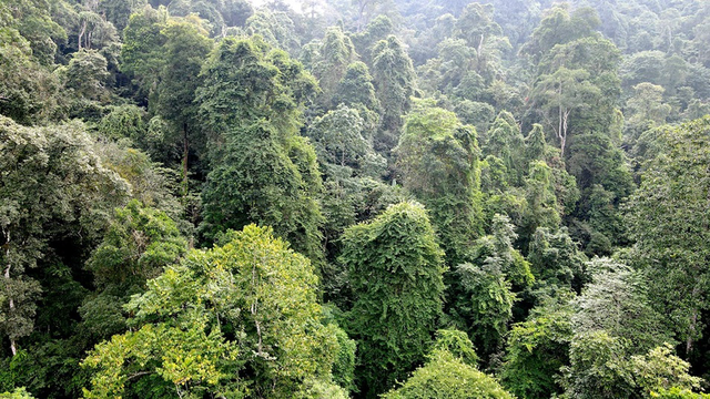 Chinh phục rừng nguyên sinh Lâm Bình (Phần 3)