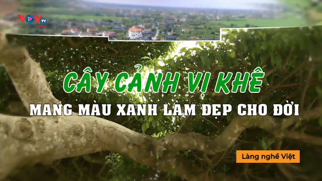 Cây cảnh Vị Khê Mang màu xanh làm đẹp cho đời - Làng nghề Việt 