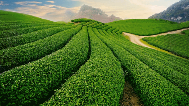 Khám phá nông trường Mộc châu (phần 1)