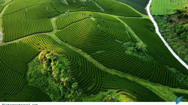 Khám phá nông trường Mộc châu (phần 3)