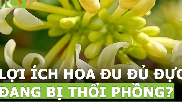 Công dụng của hoa đu đủ đực đang bị thổi phồng ? - Phần 3