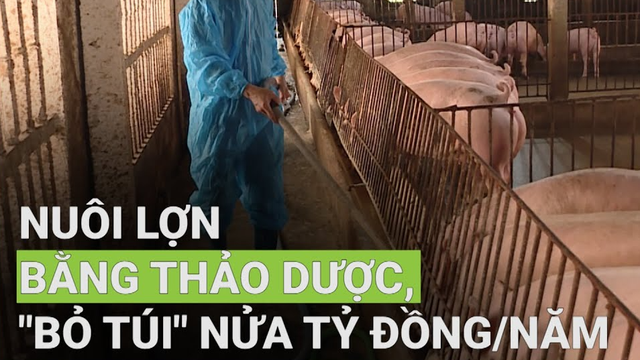 Nuôi lợn bằng thảo dược, "bỏ túi" nửa tỷ đồng/năm - Phần 3