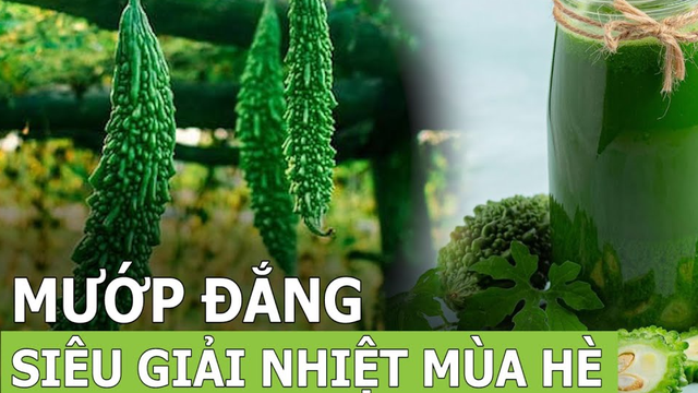 Mướp đắng - Loại quả siêu giải nhiệt mùa hè - Phần 3