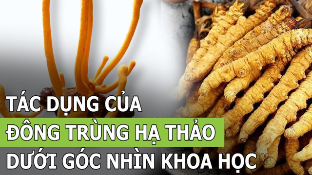 Những tác dụng của đông trùng hạ thảo dưới góc nhìn khoa học - Phần 6