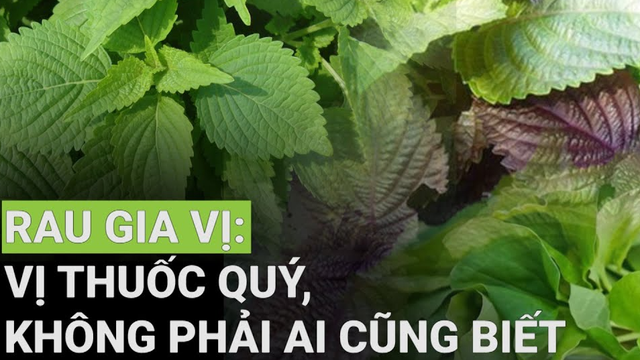 Tía tô, kinh giới, diếp cá,... : Vị thuốc quý, không phải ai cũng biết - Phần 1