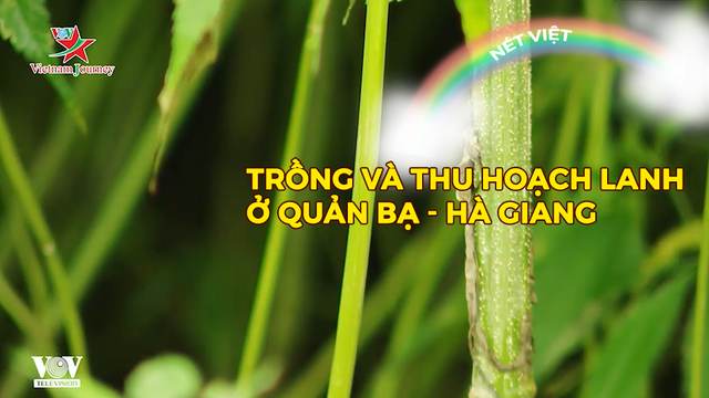 Trồng và thu hoạch lanh ở Quản Bạ - Hà Giang