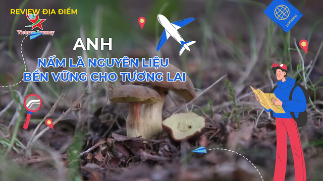 Nấm là nguyên liệu bền vững cho tương lai