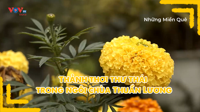 Thảnh thơi thư thái trong ngôi chùa Thuần Lương