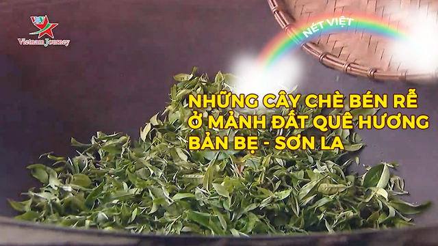 Những cây chè bén rễ ở mảnh đất quê hương Bản Bẹ - Sơn La