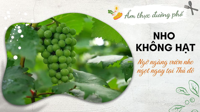 Ngỡ ngàng vườn nho ngọt không hạt ngay tại Thủ đô