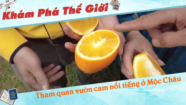Tham quan vườn cam nổi tiếng ở Mộc Châu