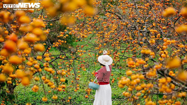Vẻ đẹp rực rỡ của cao nguyên Mộc Châu mùa hồng chín
