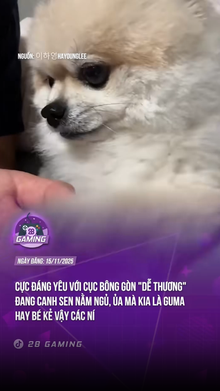 Trông cái đòn chả này có yêu không chứ lại