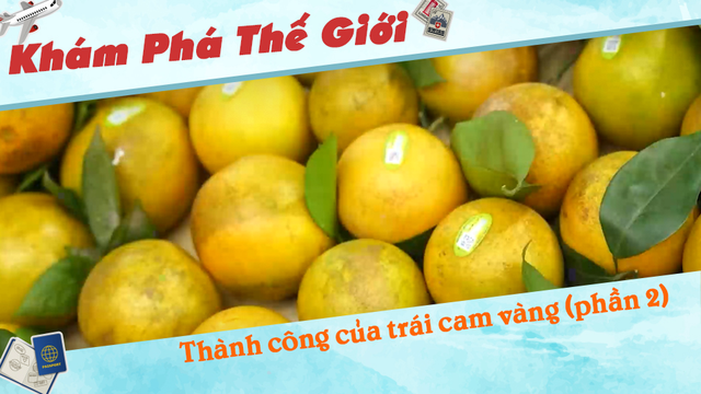 Thành công của trái cam vàng (phần 2)