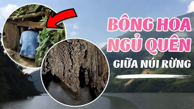 Bông Hoa Ngủ Quên Giữa Núi Rừng
