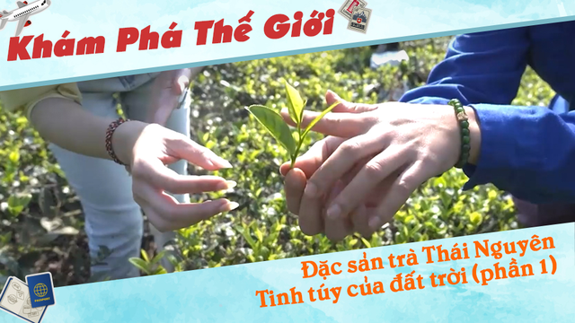 Đặc sản trà Thái Nguyên - Tinh túy của đất trời (phần 1)