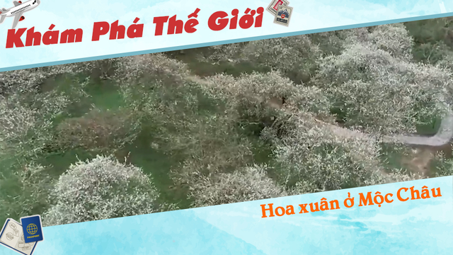 Hoa xuân ở Mộc Châu