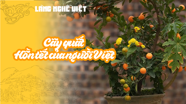 Cây quất - Hồn tết của người Việt