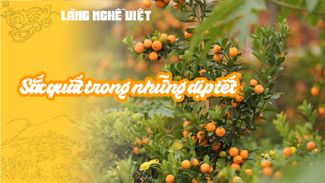 Sắc quất trong những dịp tết