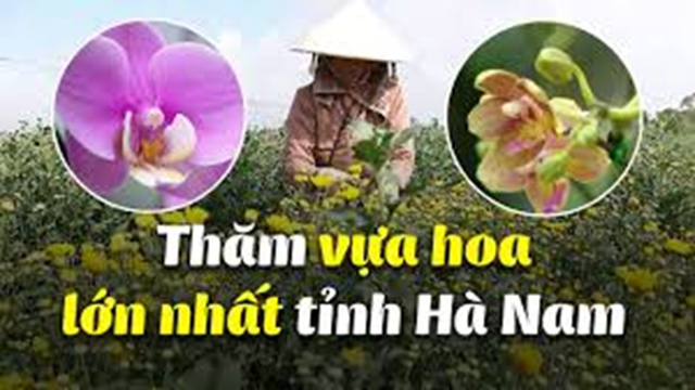Thăm Vựa Hoa Lớn Nhất Tỉnh Hà Nam
