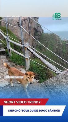 Chú chó 'tour guide' được săn đón
