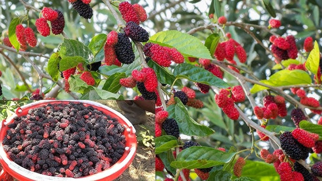 Hành Trình Hương Vị Dâu Tằm