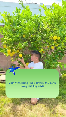 Đàm Vĩnh Hưng khoe cây trái trĩu cành trong biệt thự ở Mỹ