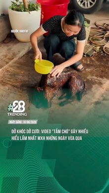 Video tắm chó gây xôn xao MXH những ngày qua
